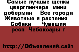 Самые лучшие щенки цвергпинчера (мини доберман) - Все города Животные и растения » Собаки   . Чувашия респ.,Чебоксары г.